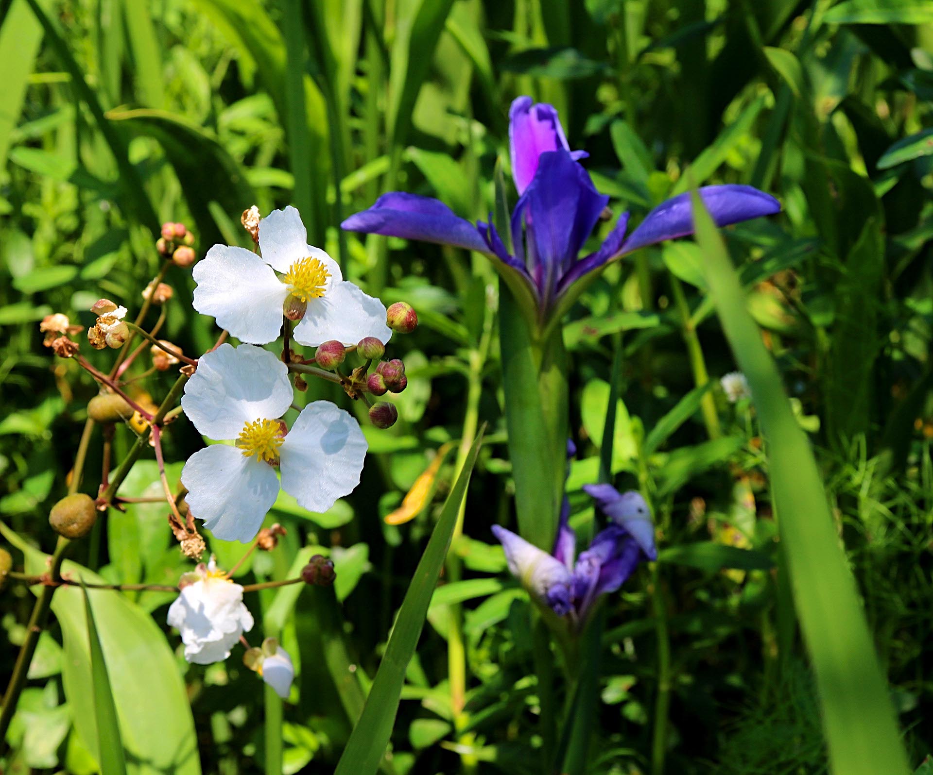 new orleans eco tours